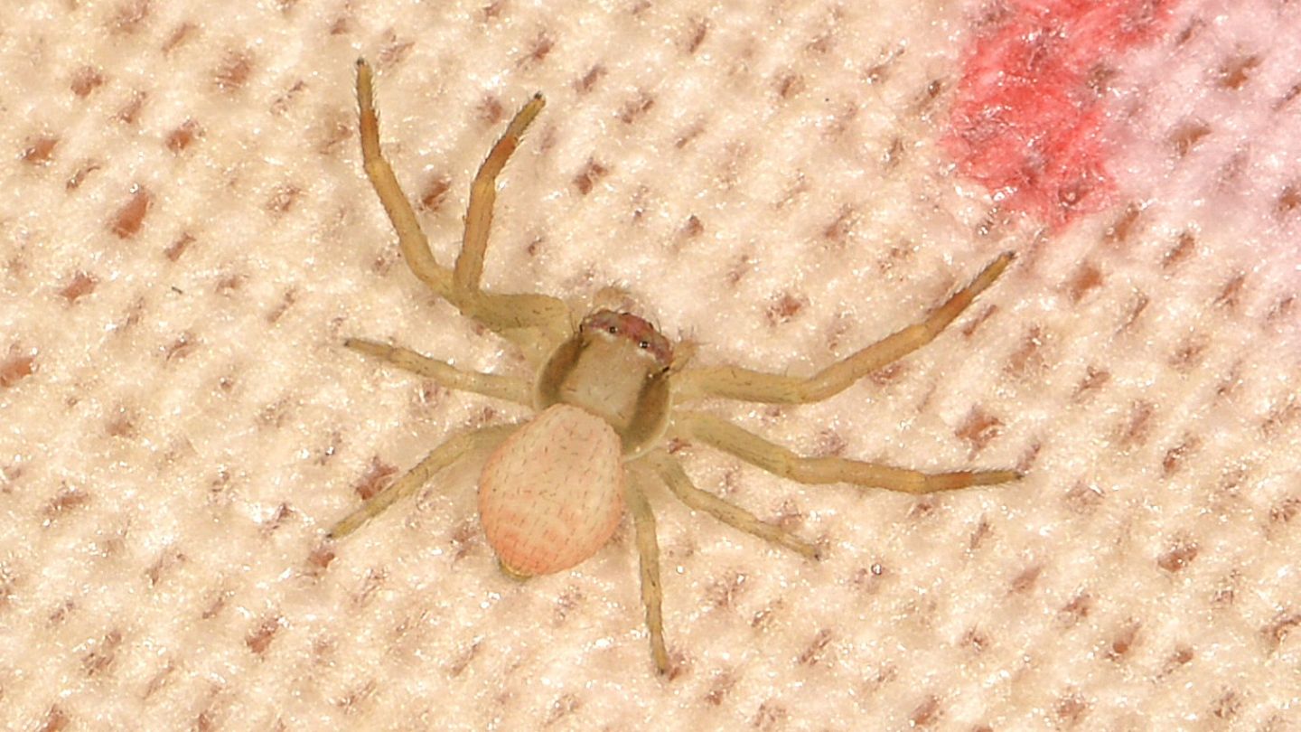 giovanissimo Thomisidae - Bannio Anzino (VCO)