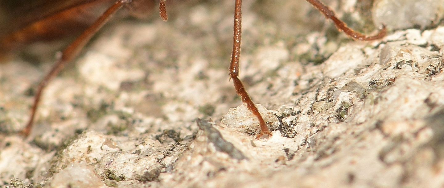 Tenebrionidae: Gonodera luperus