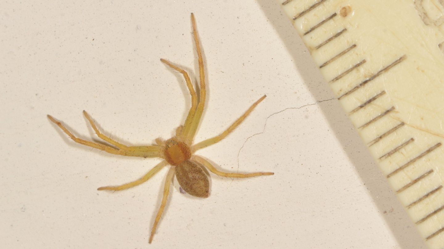 Philodromus ssp.,  giovane - Bannio Anzino (VCO)