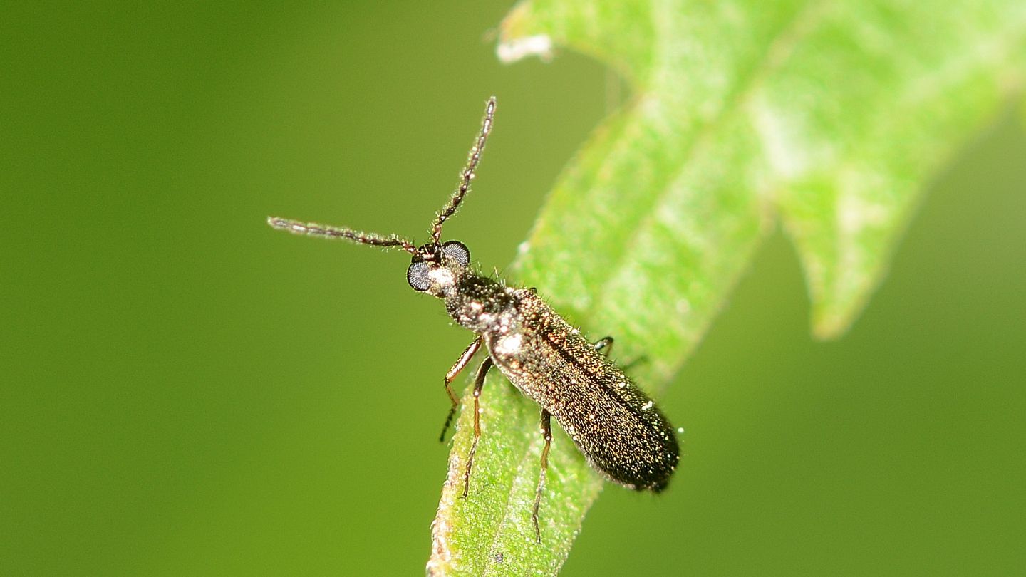 coleotterino Dasytidae:  Dasytes sp.