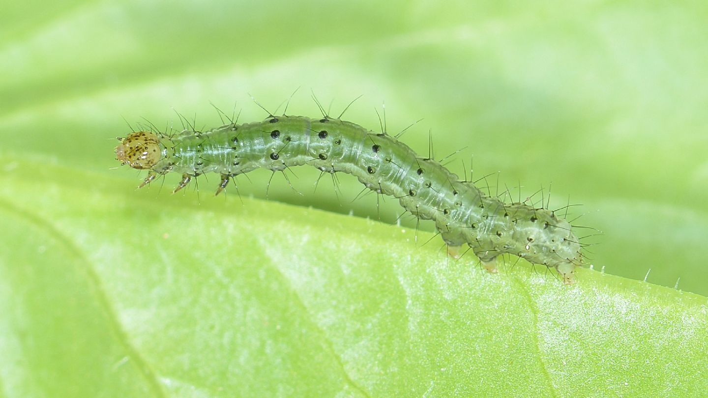 larva puntinata  di  Noctuidae Plusiinae sp.