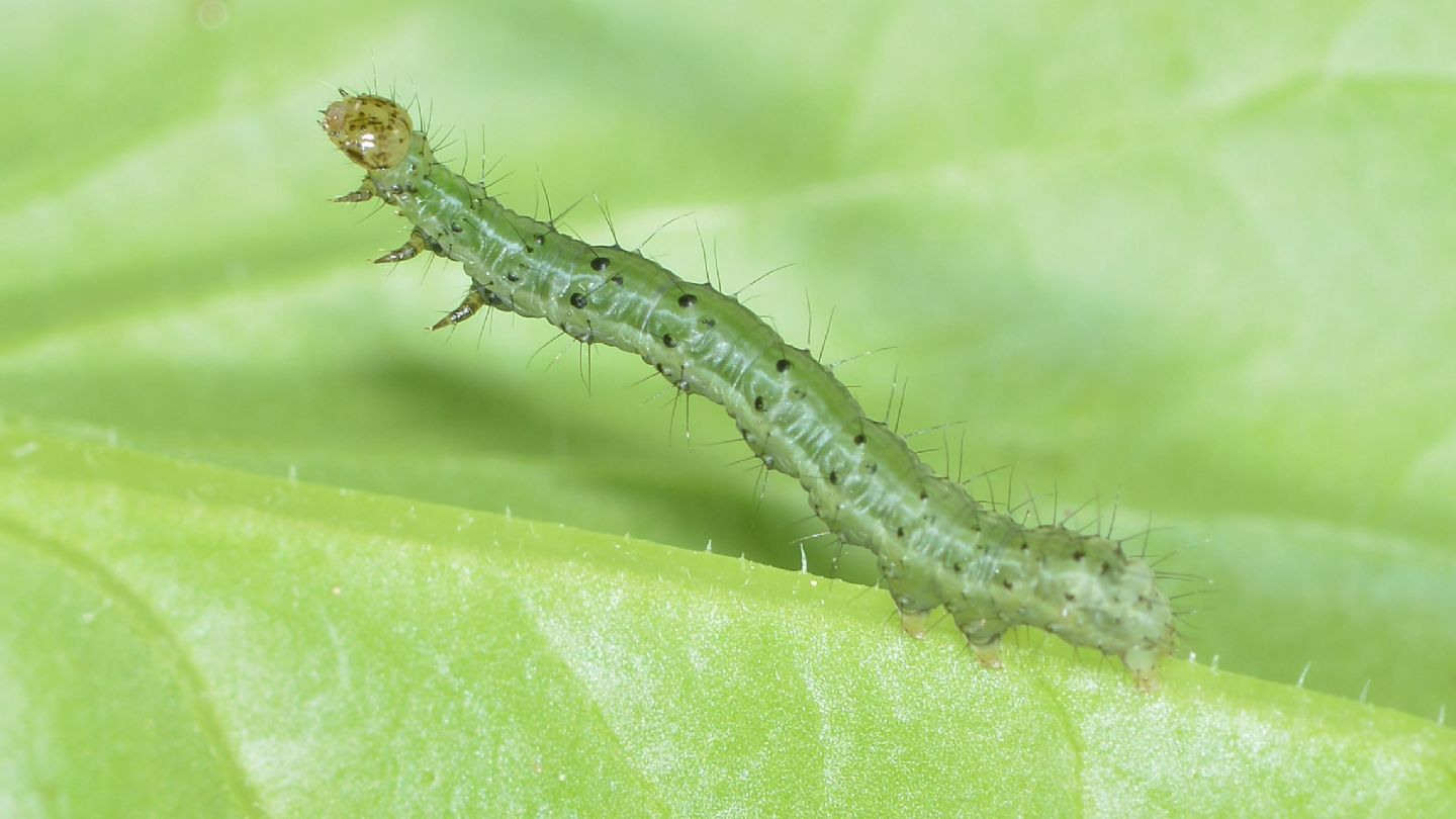 larva puntinata  di  Noctuidae Plusiinae sp.