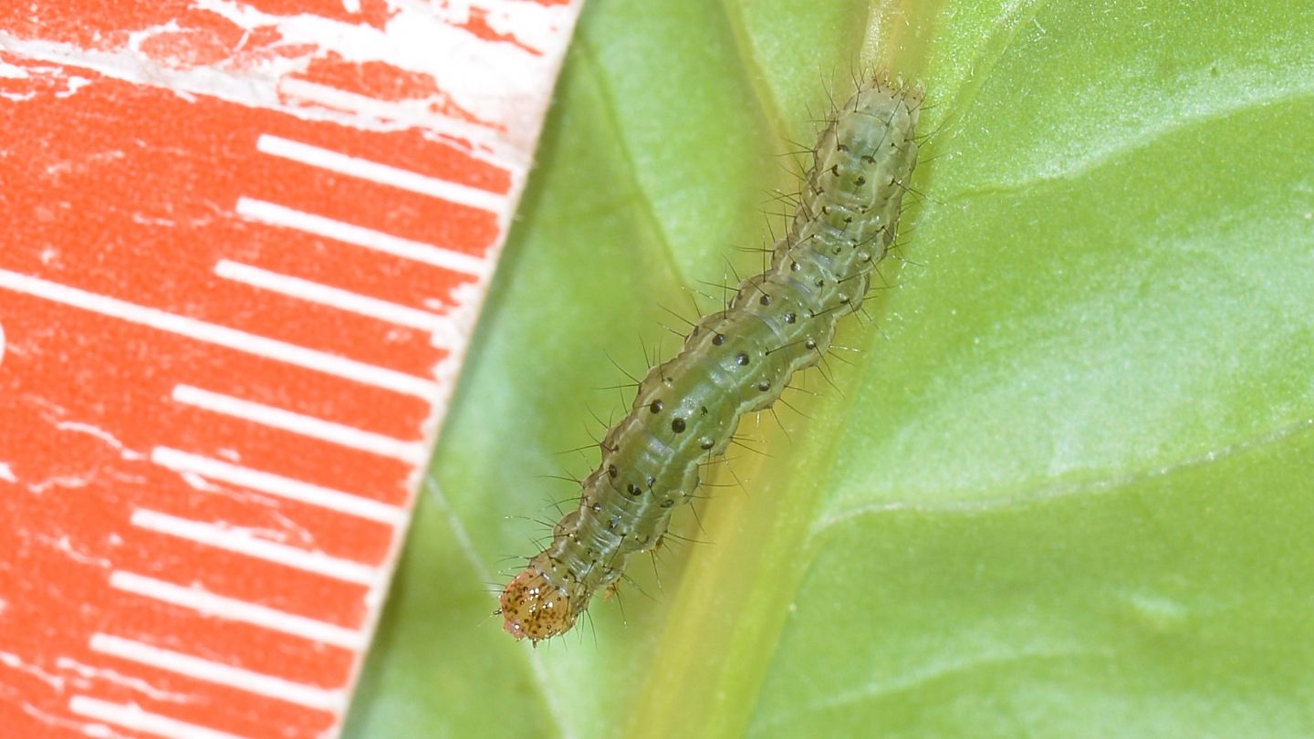 larva puntinata  di  Noctuidae Plusiinae sp.