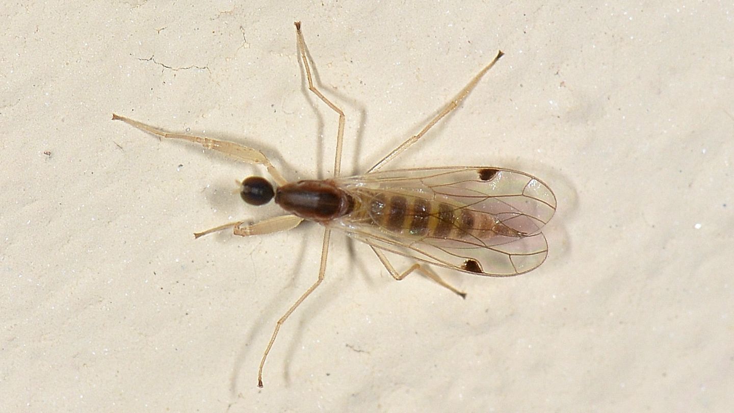 cos''? Chelifera precatoria (Empididae), femmina