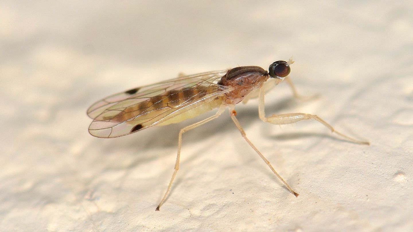 cos''? Chelifera precatoria (Empididae), femmina