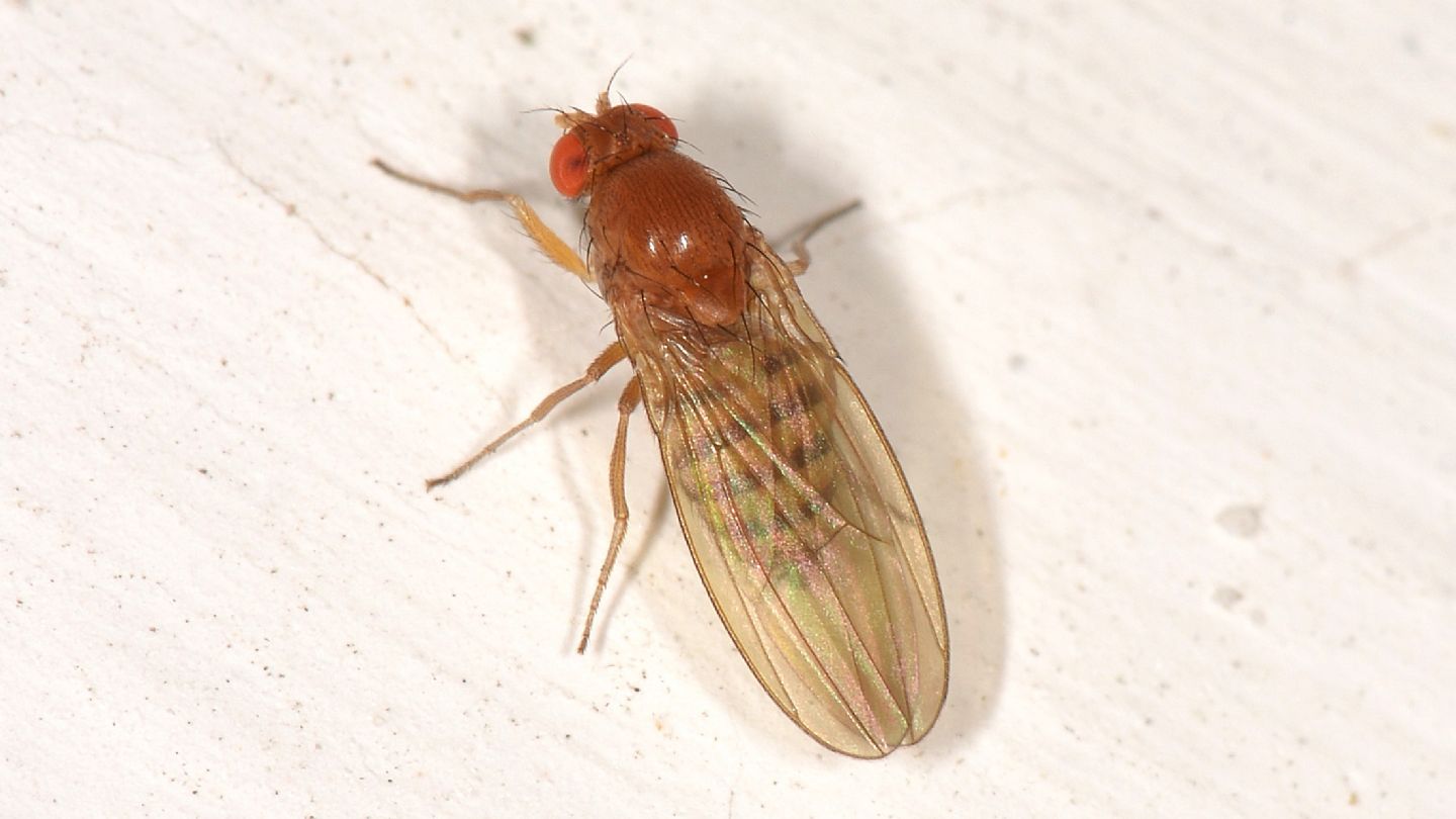Drosophila da id