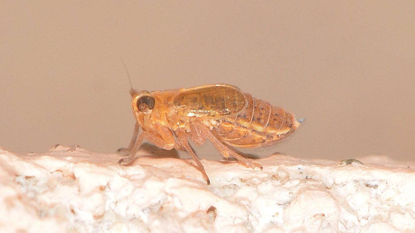 Delphacidae da id