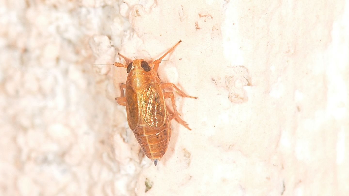 Delphacidae da id