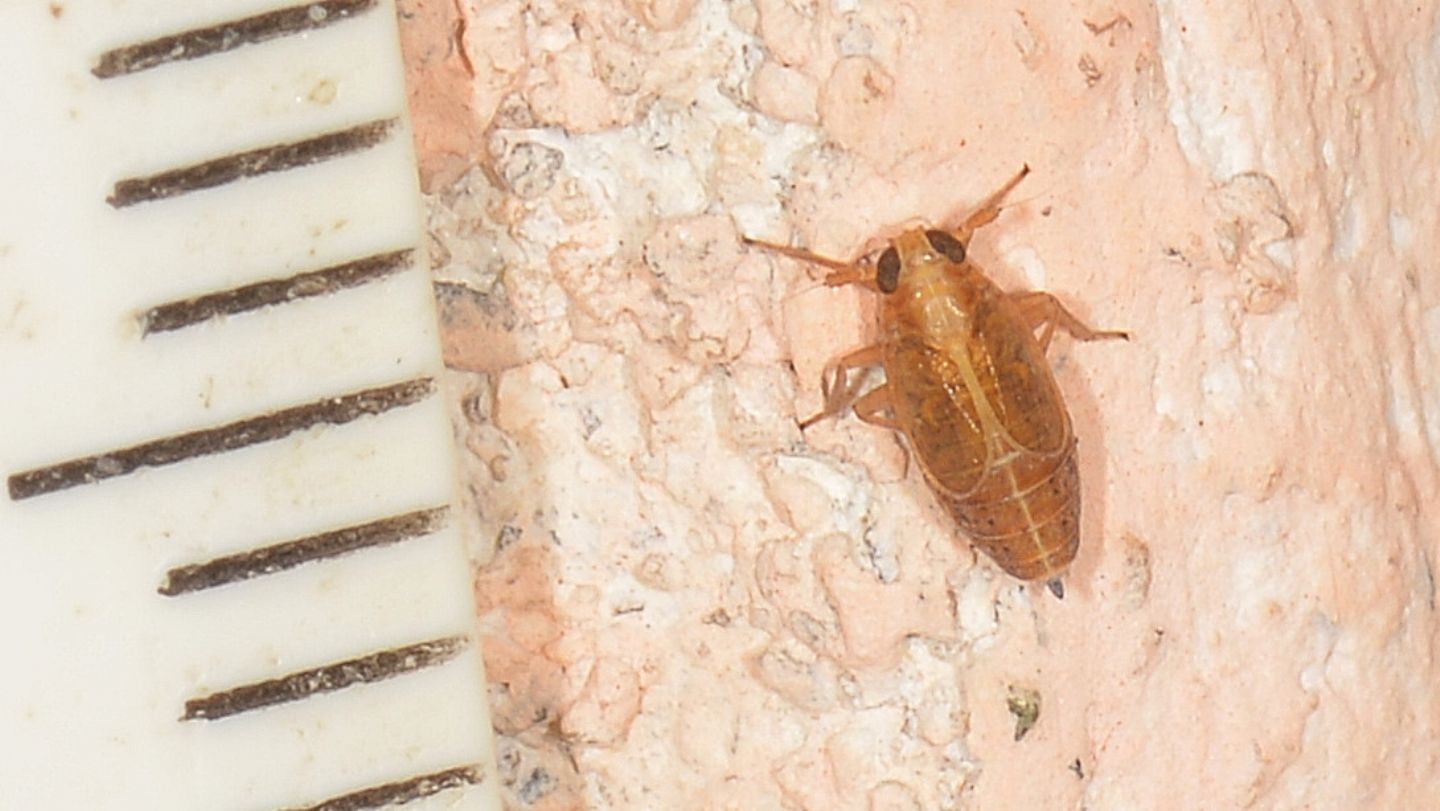 Delphacidae da id