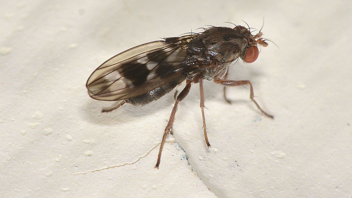 ali macchiate - Diastatidae: Diastata sp.