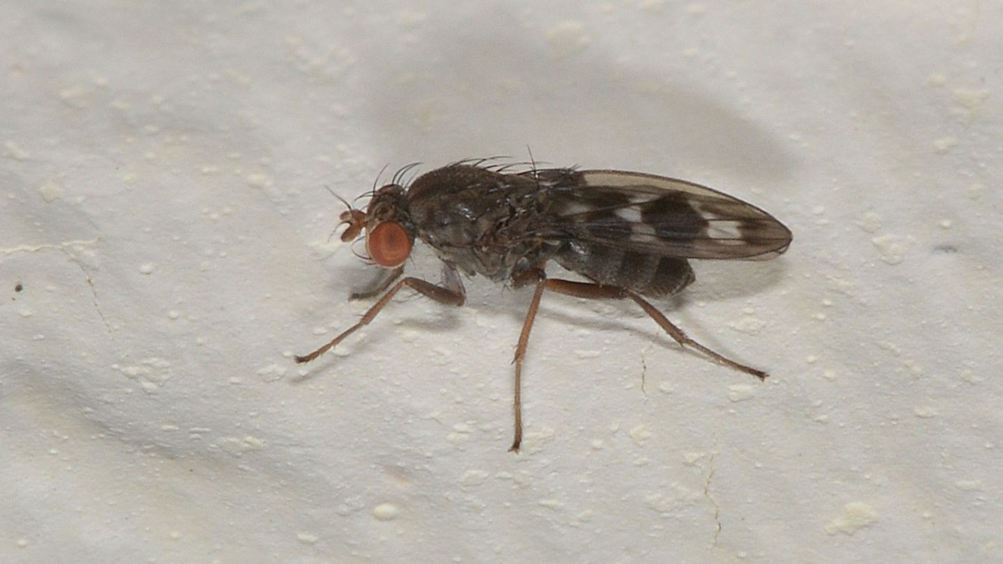 ali macchiate - Diastatidae: Diastata sp.