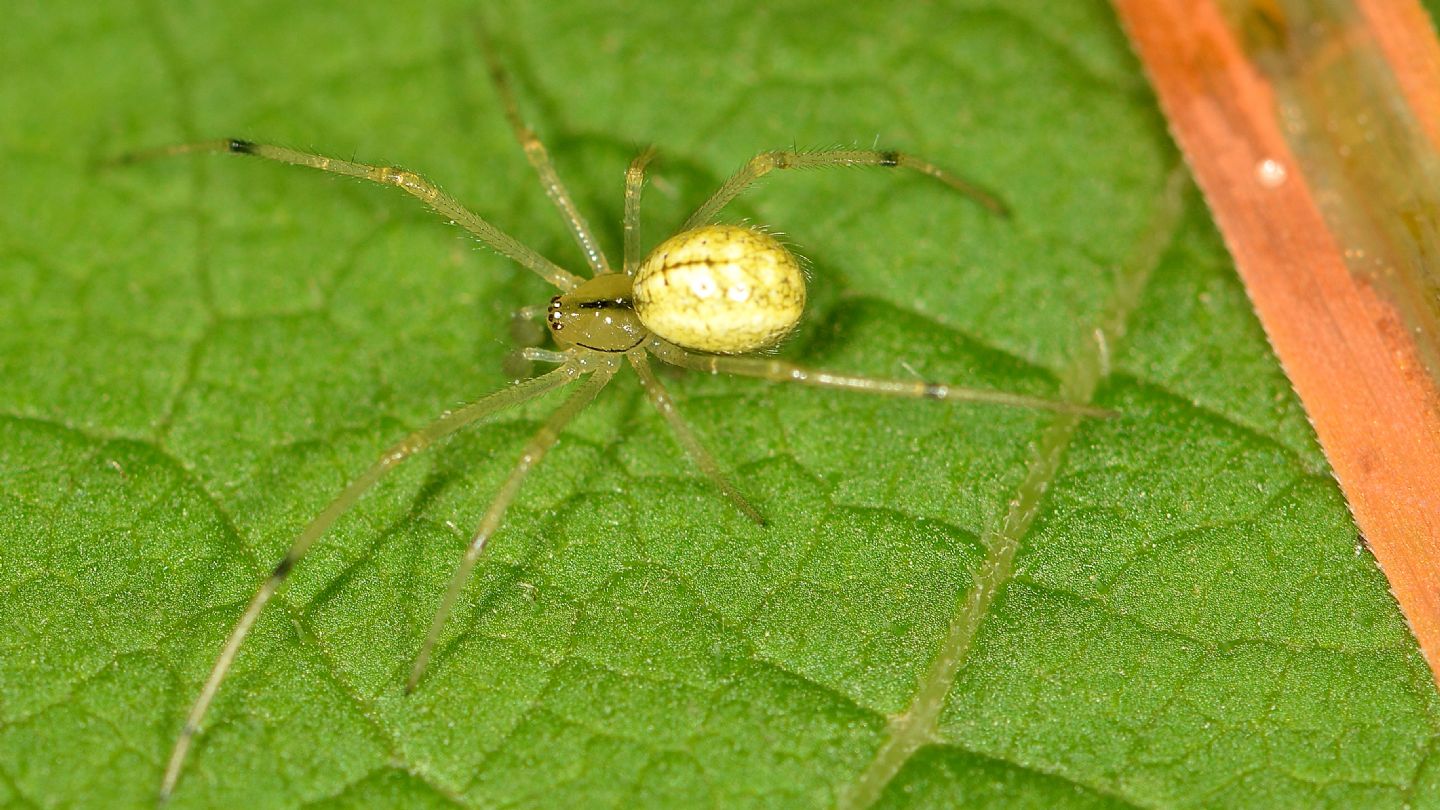Enoplognatha sp., maschio subadulto - Bannio Anzino (VCO)