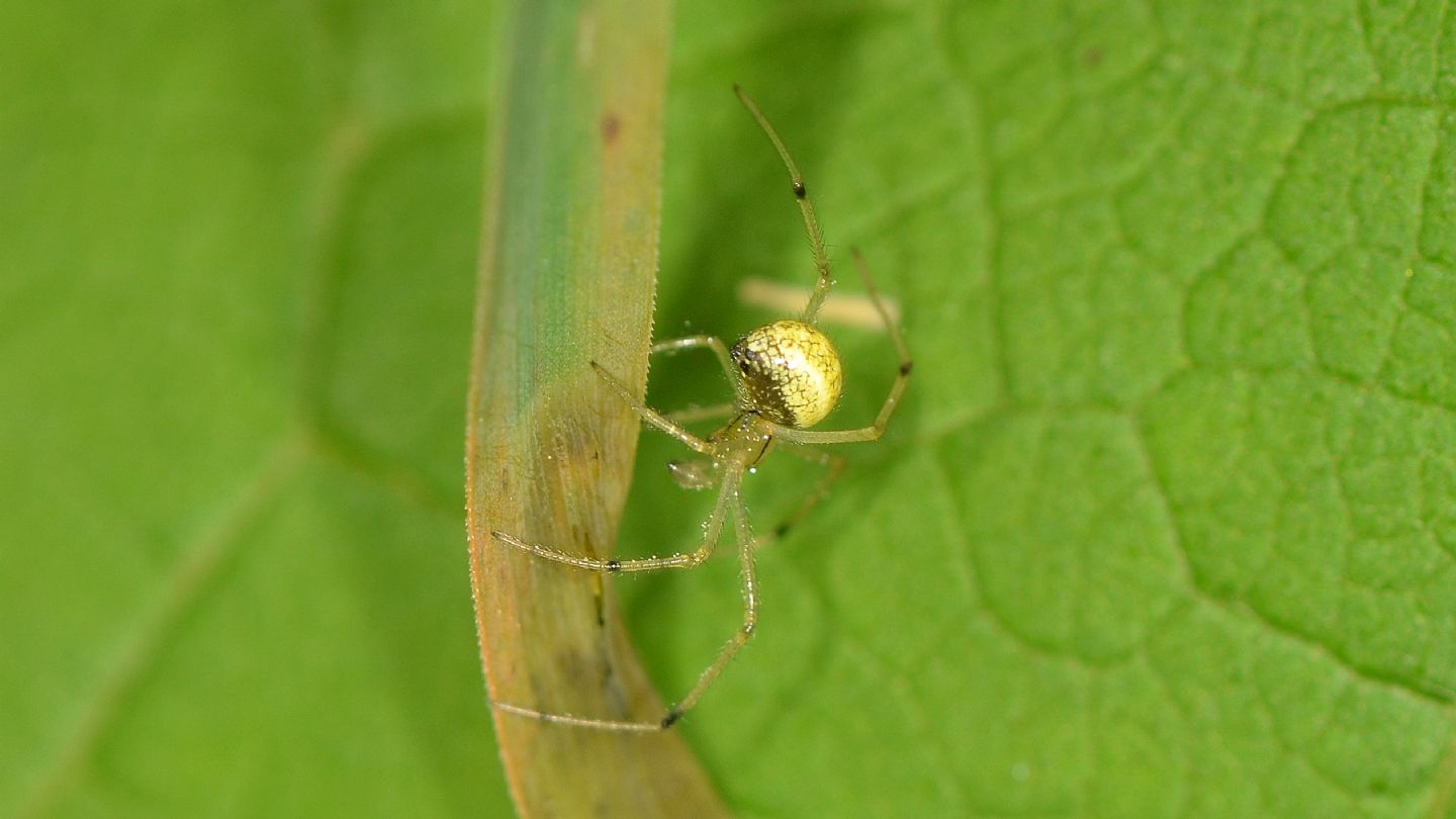 Enoplognatha sp., maschio subadulto - Bannio Anzino (VCO)