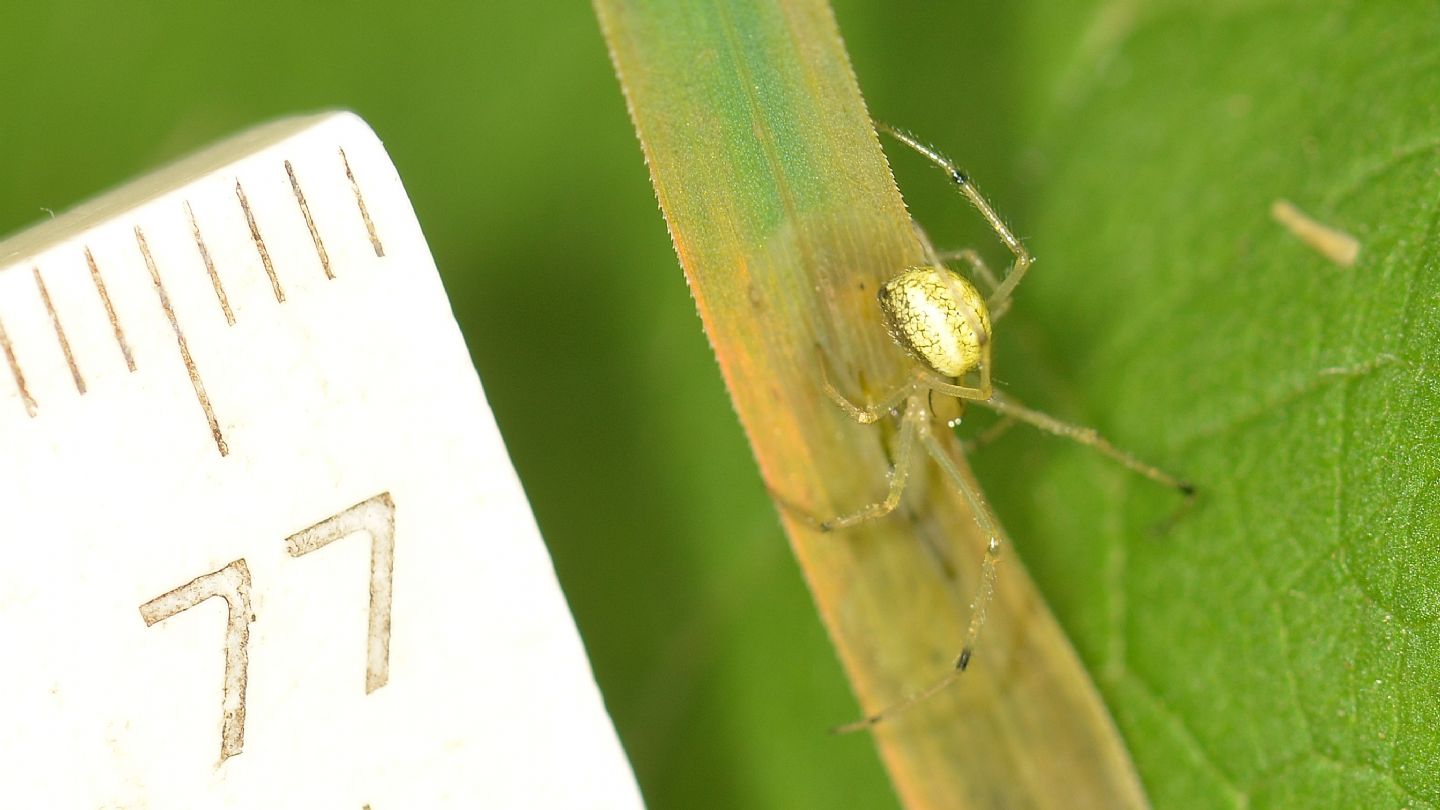 Enoplognatha sp., maschio subadulto - Bannio Anzino (VCO)