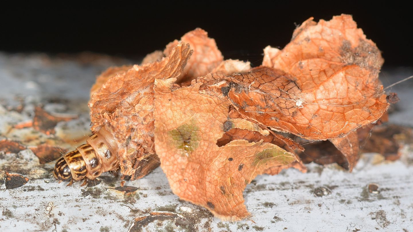 Psychidae? S, Canephora hirsuta