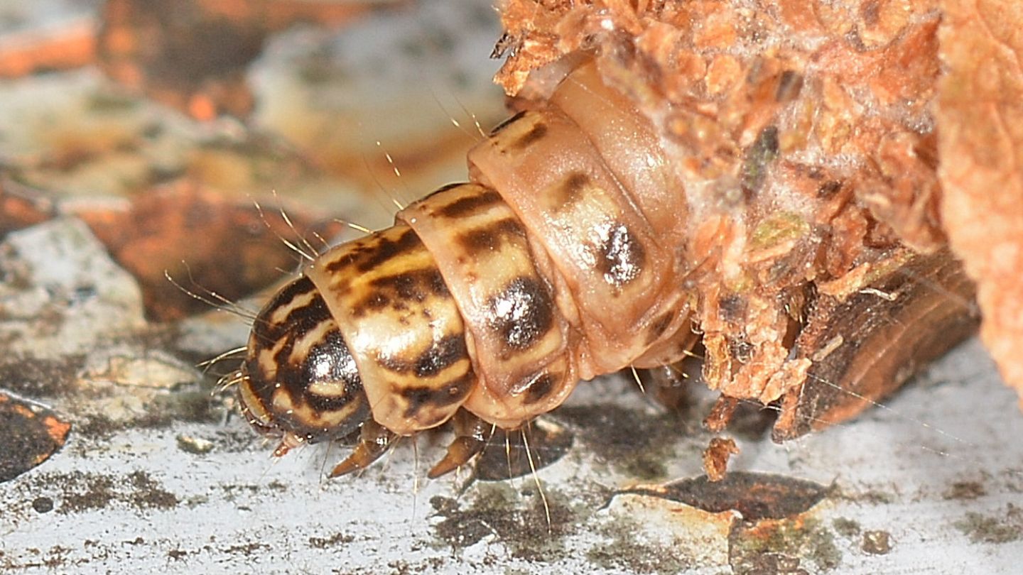 Psychidae? S, Canephora hirsuta