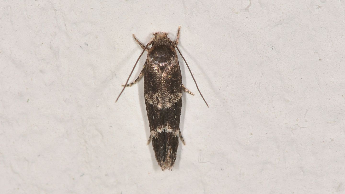 Mompha subbistrigella - Momphidae