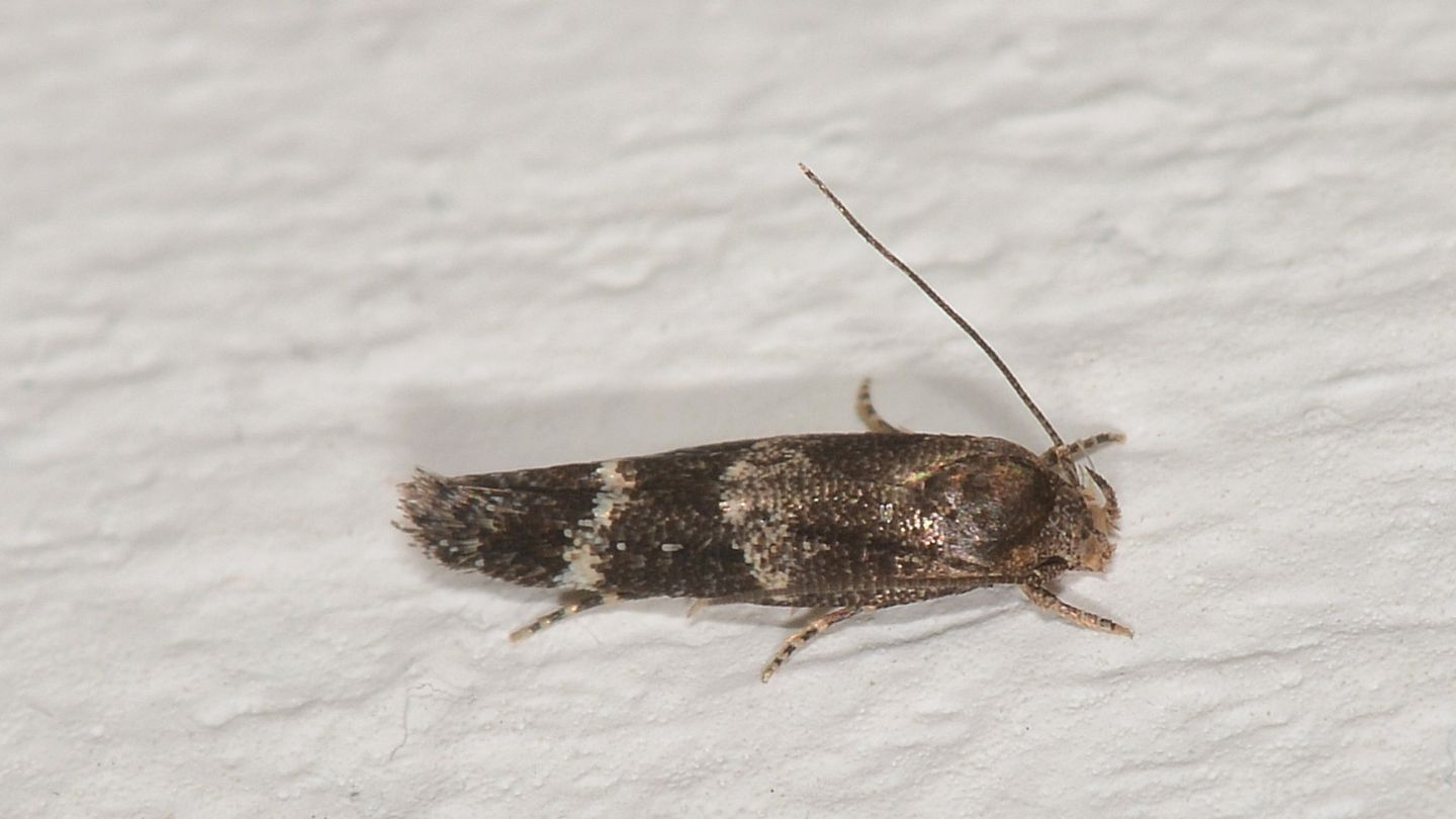 Mompha subbistrigella - Momphidae