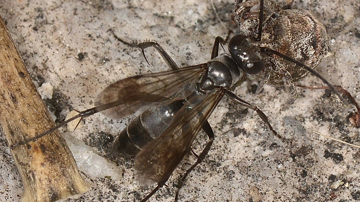 Pompilidae (Agenioideus cfr. sericeus) che preda Hyptiotes (Uloboridae)