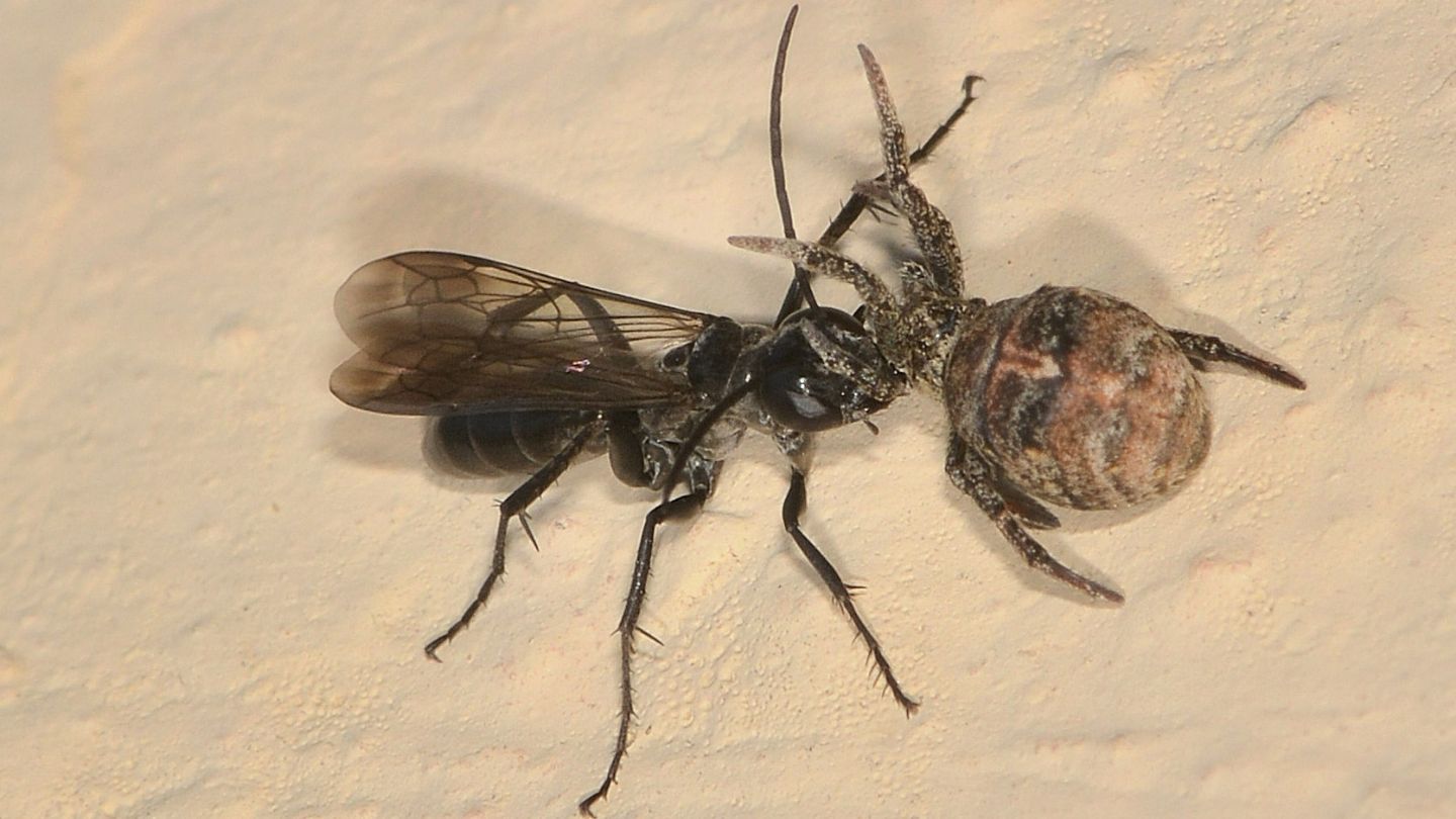 Pompilidae (Agenioideus cfr. sericeus) che preda Hyptiotes (Uloboridae)