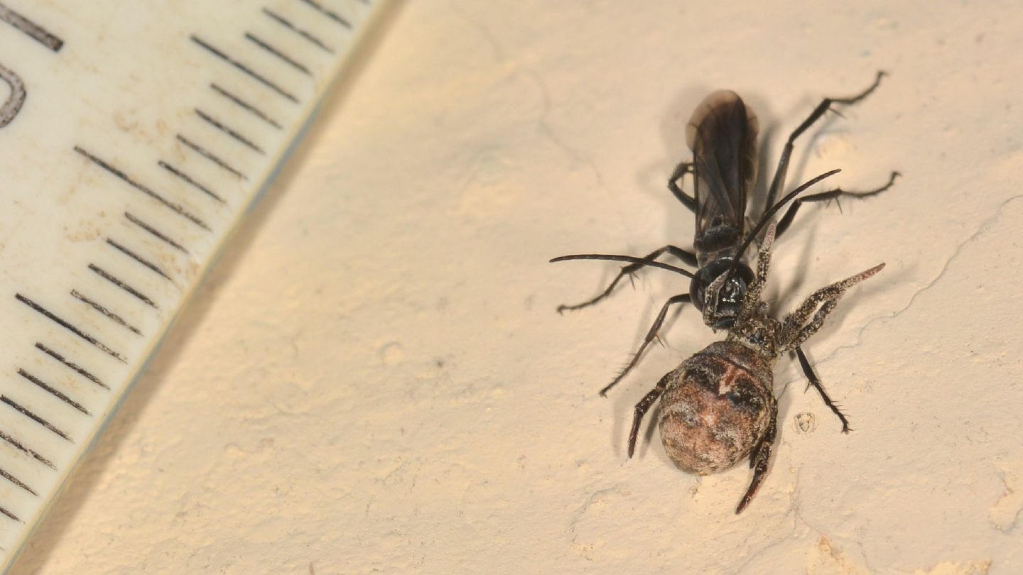 Pompilidae (Agenioideus cfr. sericeus) che preda Hyptiotes (Uloboridae)