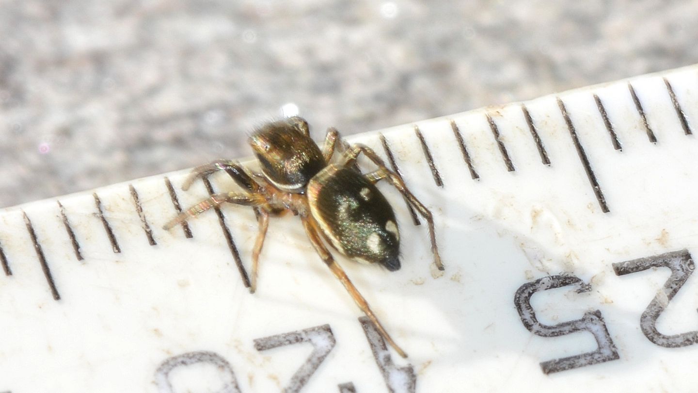 Heliophanus sp. - Bannio Anzino (VCO)