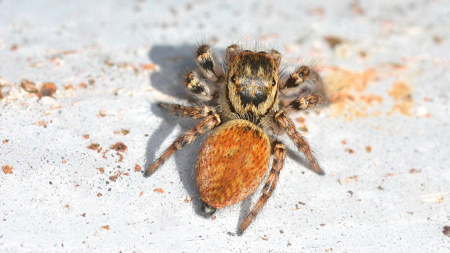 E'' lei ?  S, Carrhotus xanthogramma, femmina  -  Bannio Anzino (VCO)