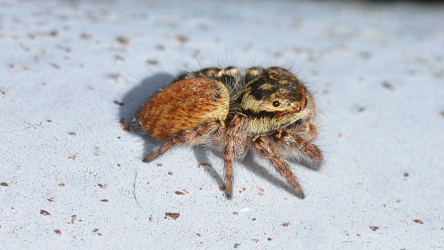 E'' lei ?  S, Carrhotus xanthogramma, femmina  -  Bannio Anzino (VCO)