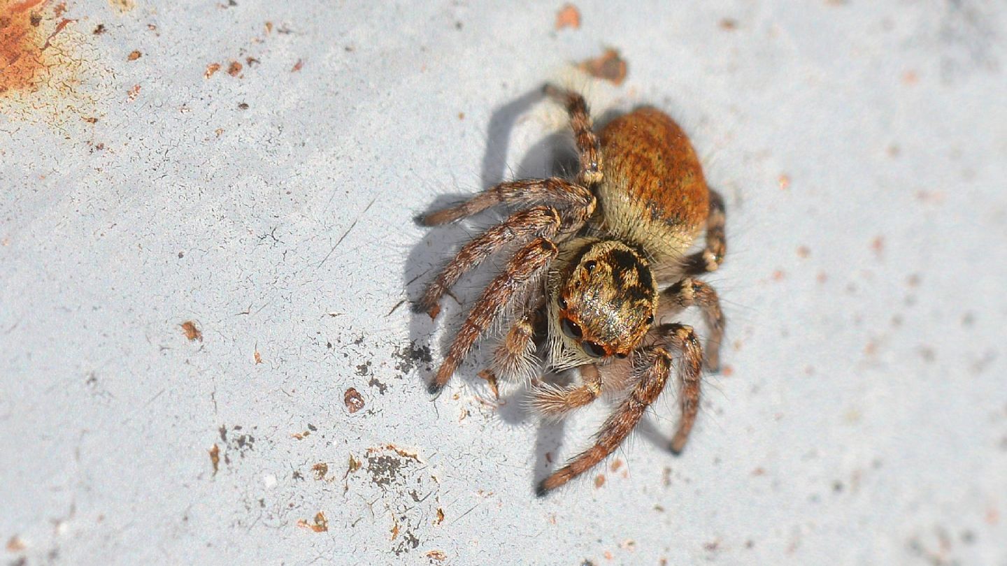 E'' lei ?  S, Carrhotus xanthogramma, femmina  -  Bannio Anzino (VCO)