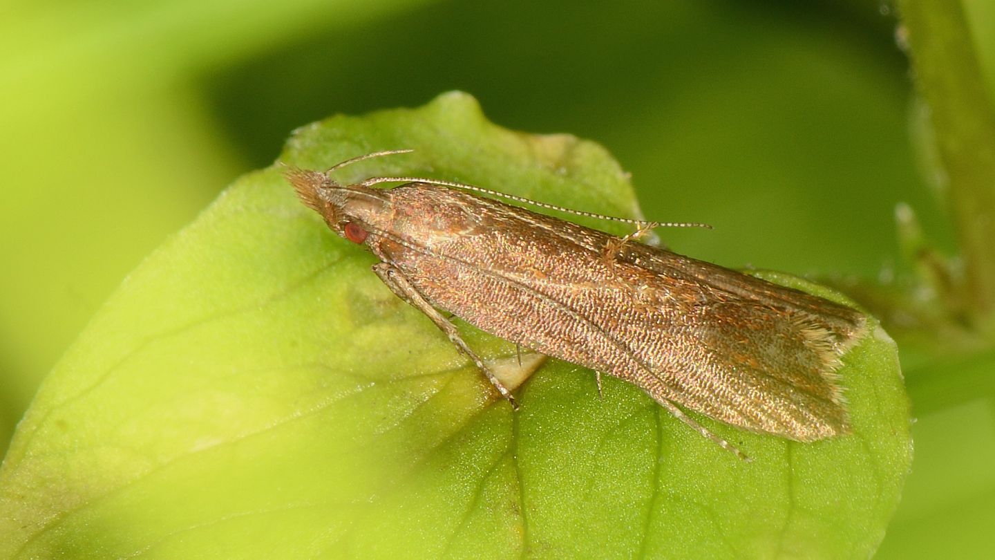 Occhi rossi - Gelechiidae: cfr. Helcystogramma sp.