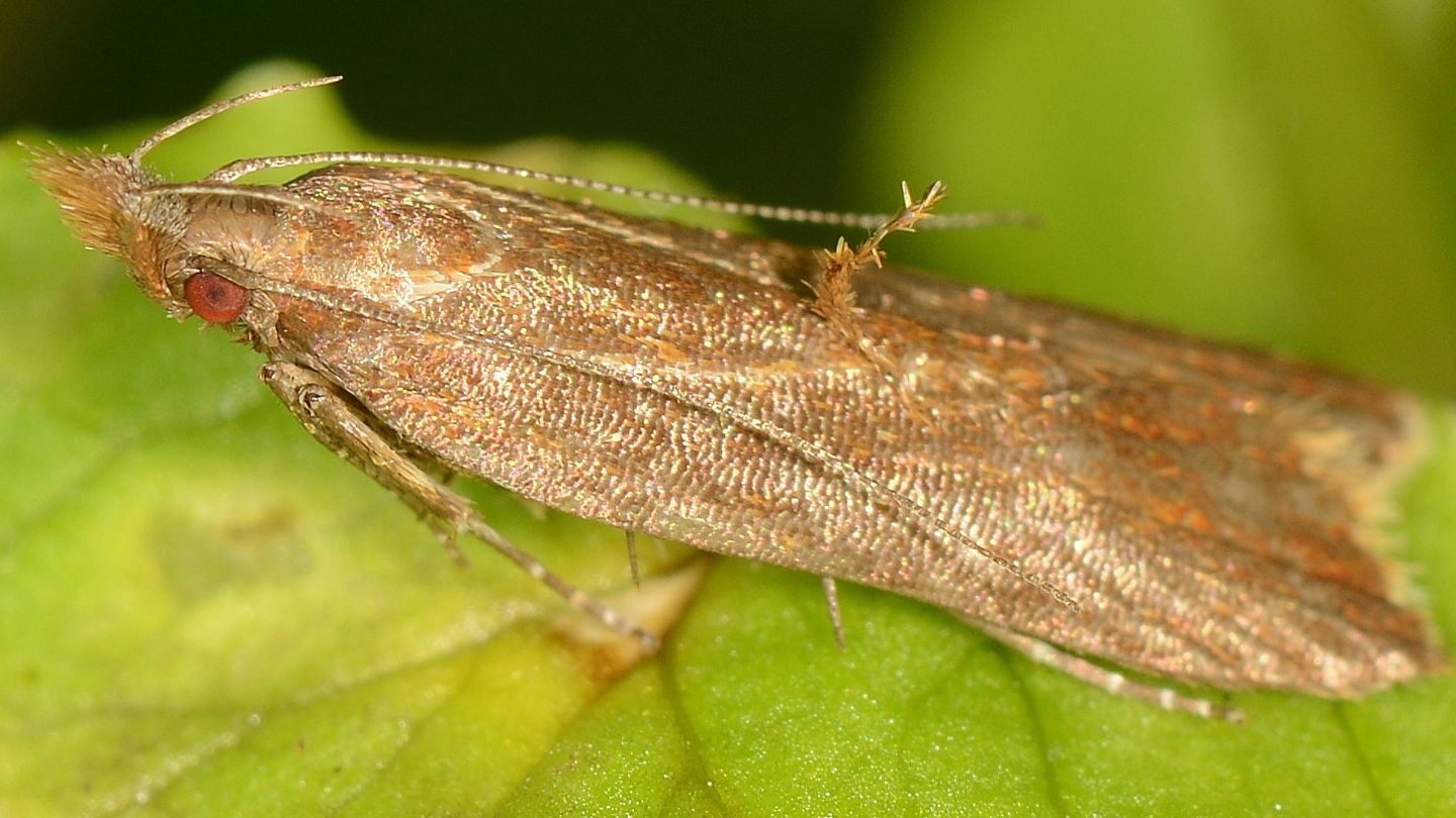 Occhi rossi - Gelechiidae: cfr. Helcystogramma sp.