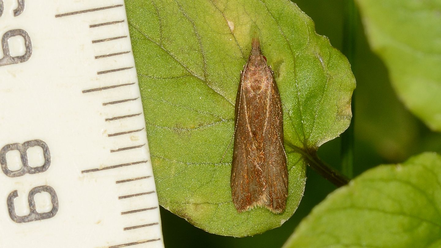 Occhi rossi - Gelechiidae: cfr. Helcystogramma sp.