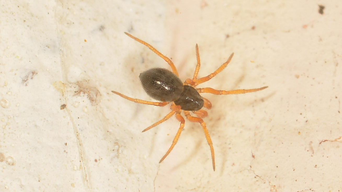 Linyphiidae  Erigoninae sp. - Bannio Anzino (VCO)