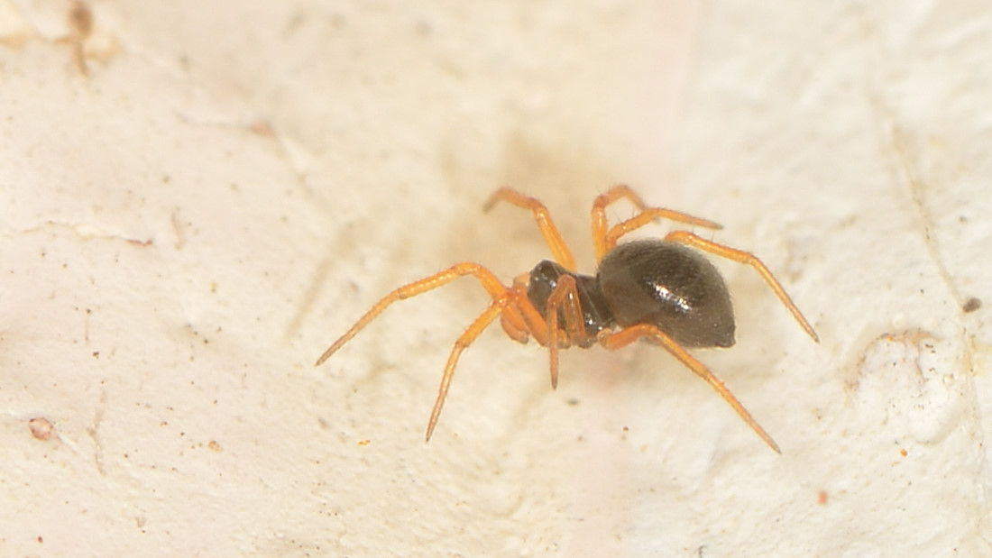 Linyphiidae  Erigoninae sp. - Bannio Anzino (VCO)