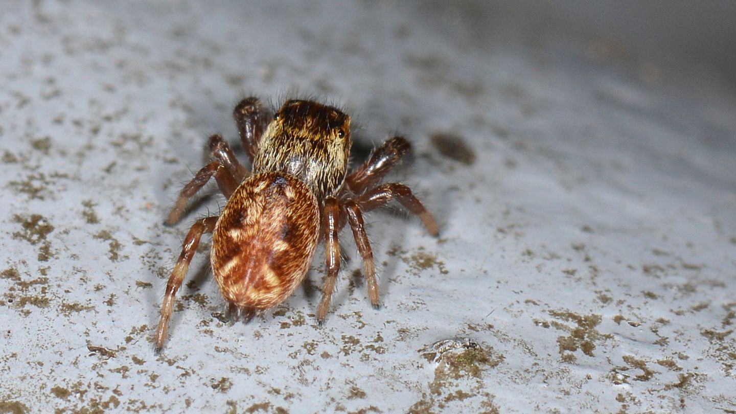 Macaroeris nidicolens, femmina - Bannio Anzino (VCO)