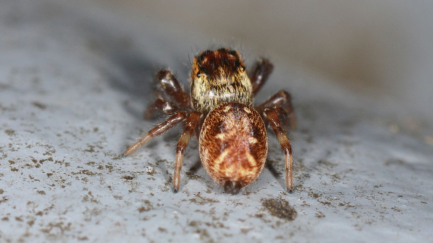 Macaroeris nidicolens, femmina - Bannio Anzino (VCO)