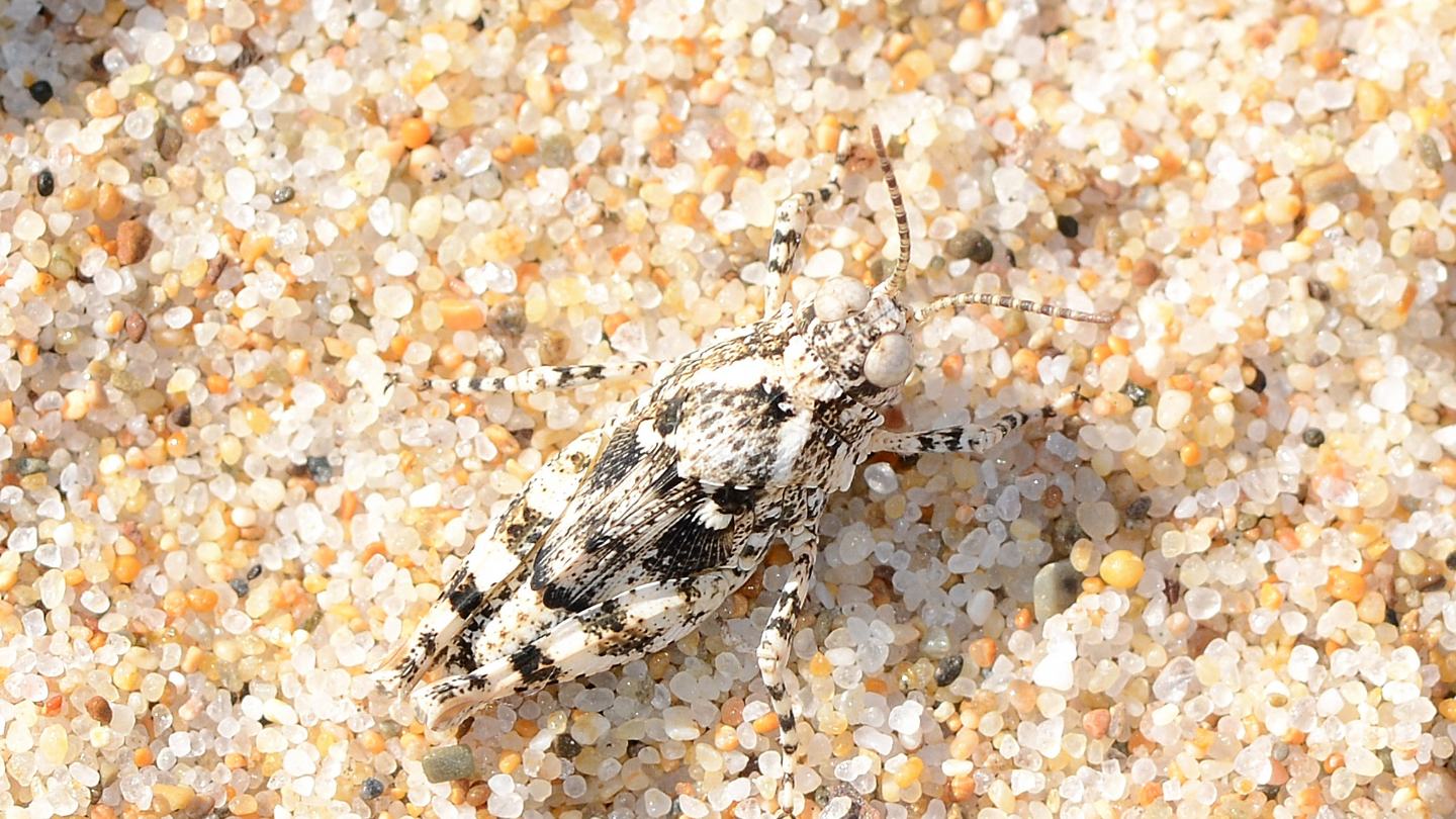 Dalla Sardegna: ninfa di Acrididae: Sphingonotus sp. o Oedipoda sp.