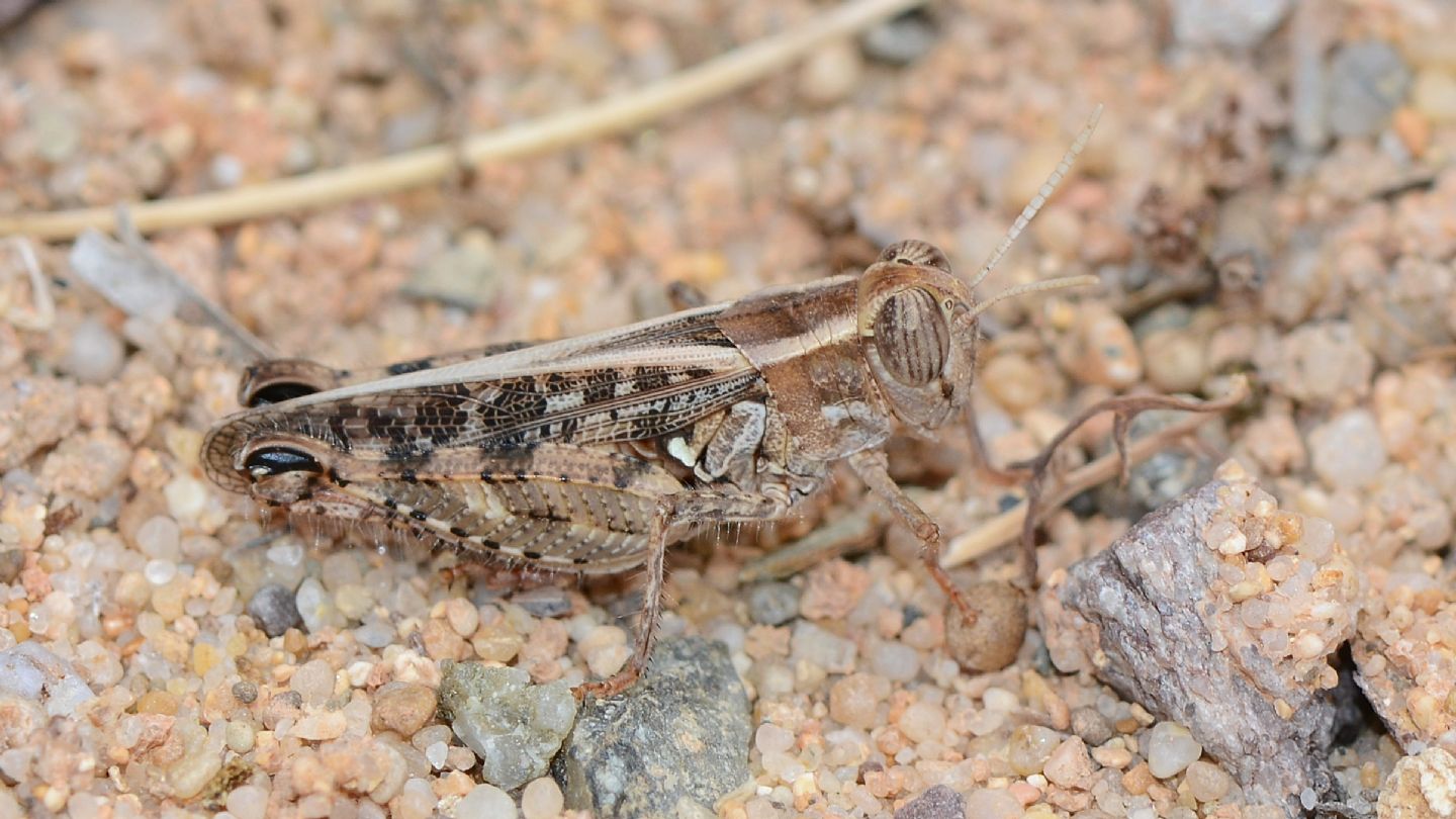 Anacridium ?