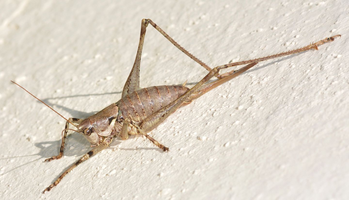 Tettigonniidae: Antaxius (Chopardius) pedestris