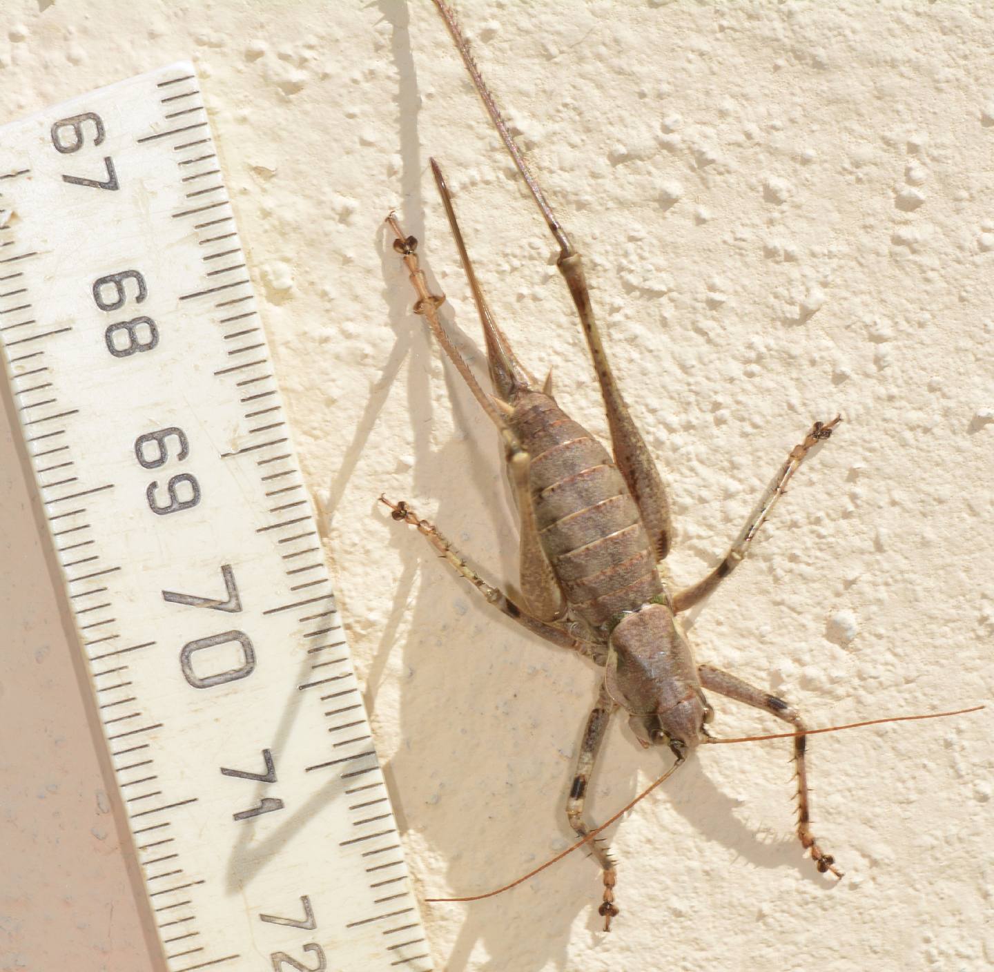 Tettigonniidae: Antaxius (Chopardius) pedestris