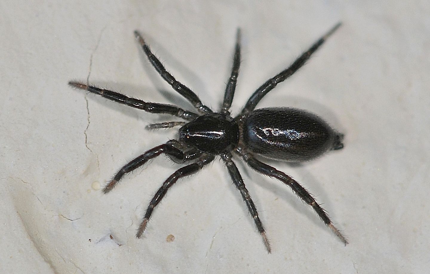 Gnaphosidae da id