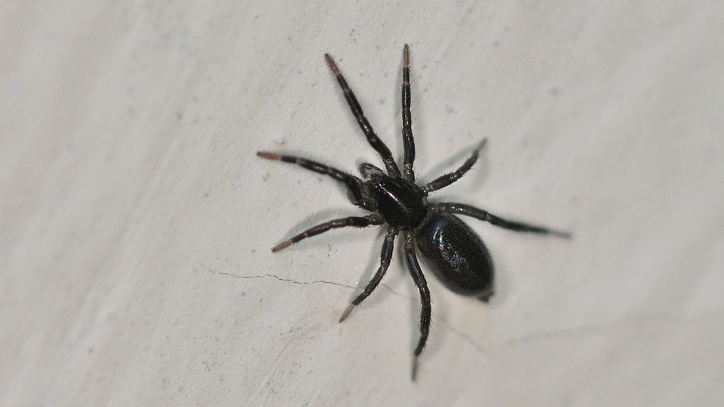 Gnaphosidae da id