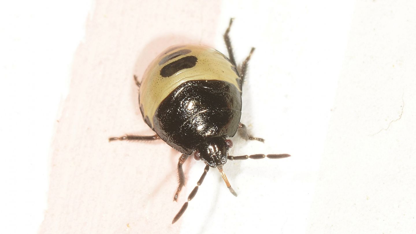 ninfa di Pentatomidae da id