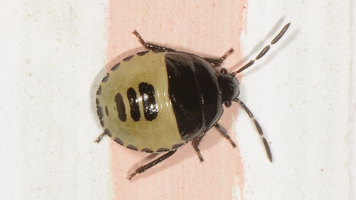 ninfa di Pentatomidae da id