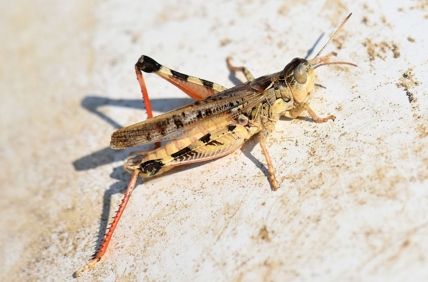 Acrididae corso: Dociostaurus maroccanus