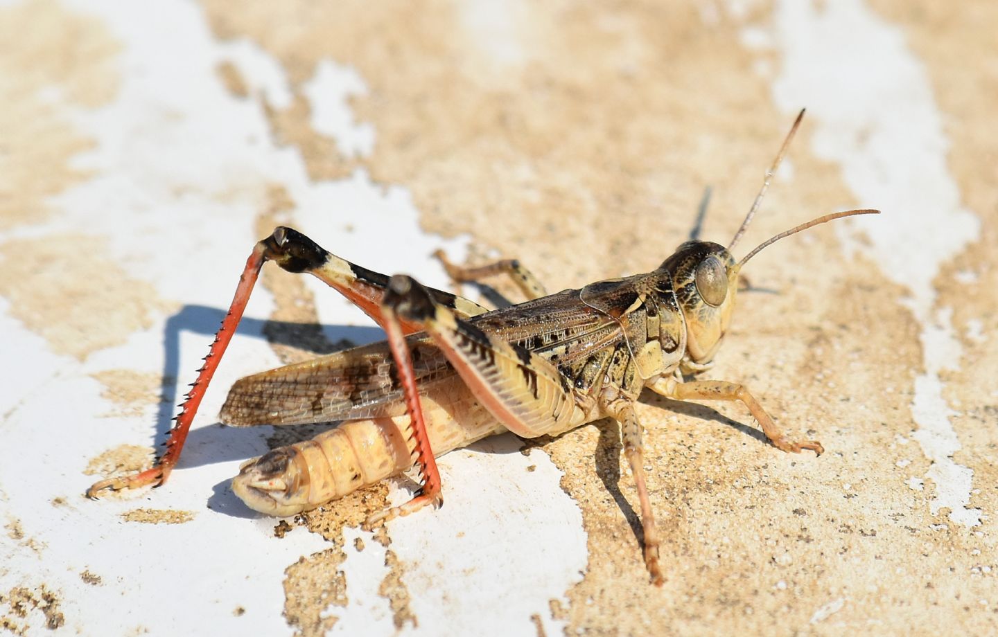 Acrididae corso: Dociostaurus maroccanus