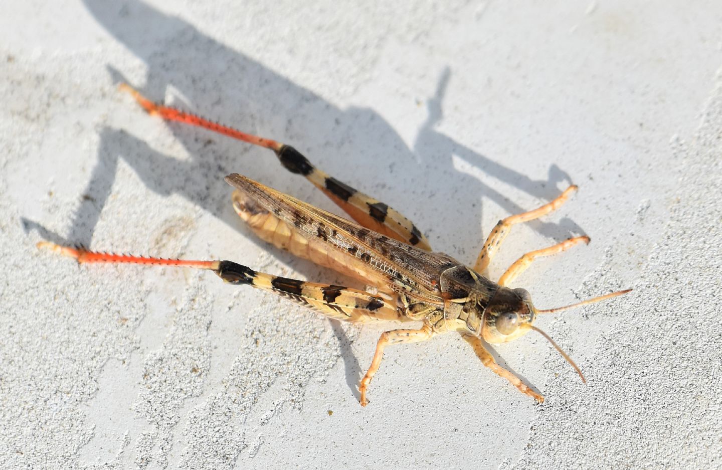 Acrididae corso: Dociostaurus maroccanus