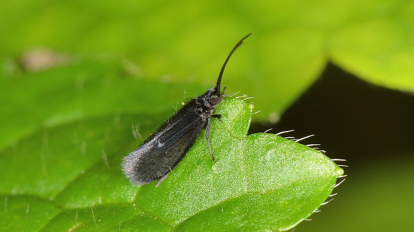 Tricottero nero - Psychomyidae: Lype  sp.