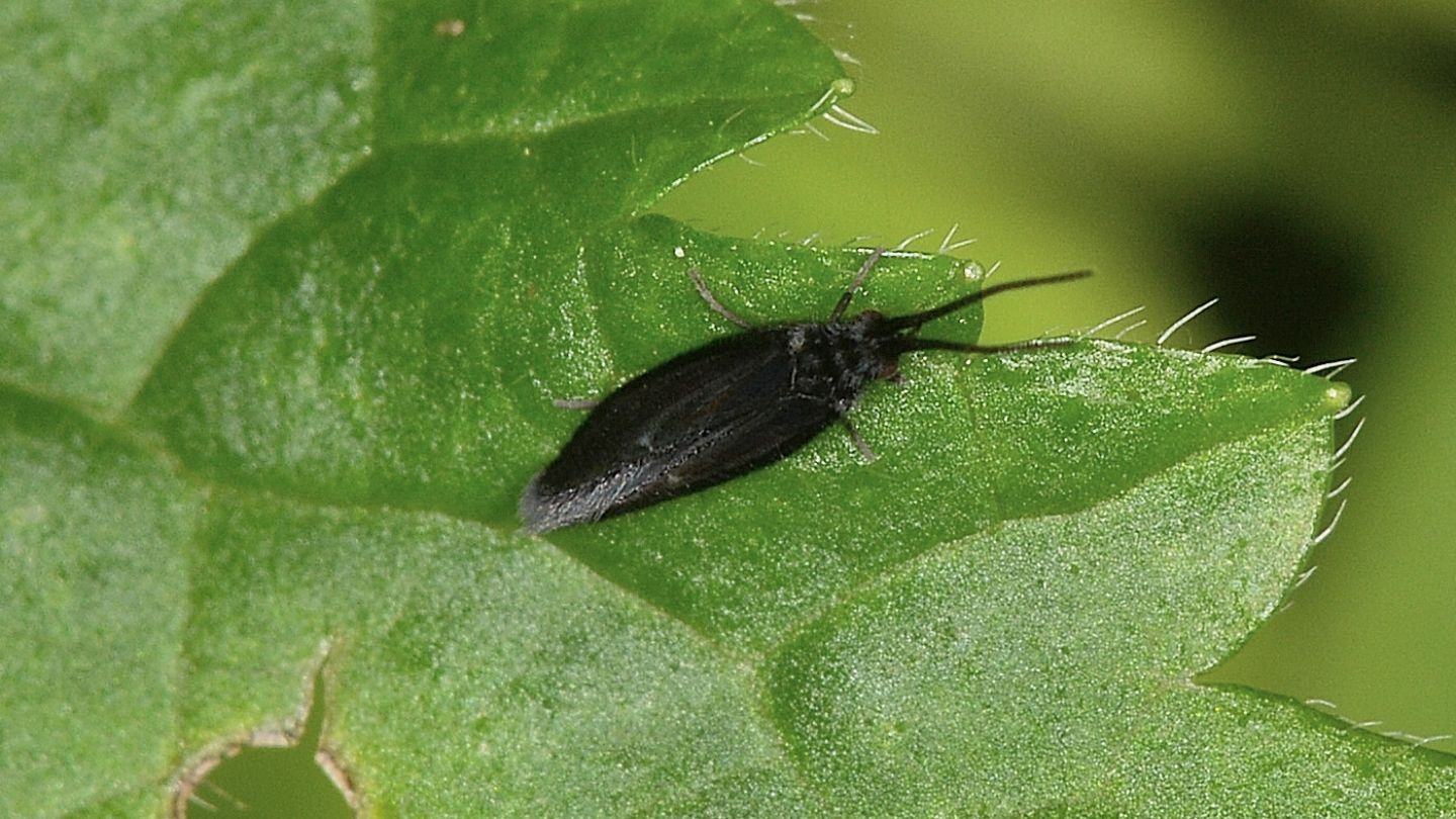 Tricottero nero - Psychomyidae: Lype  sp.