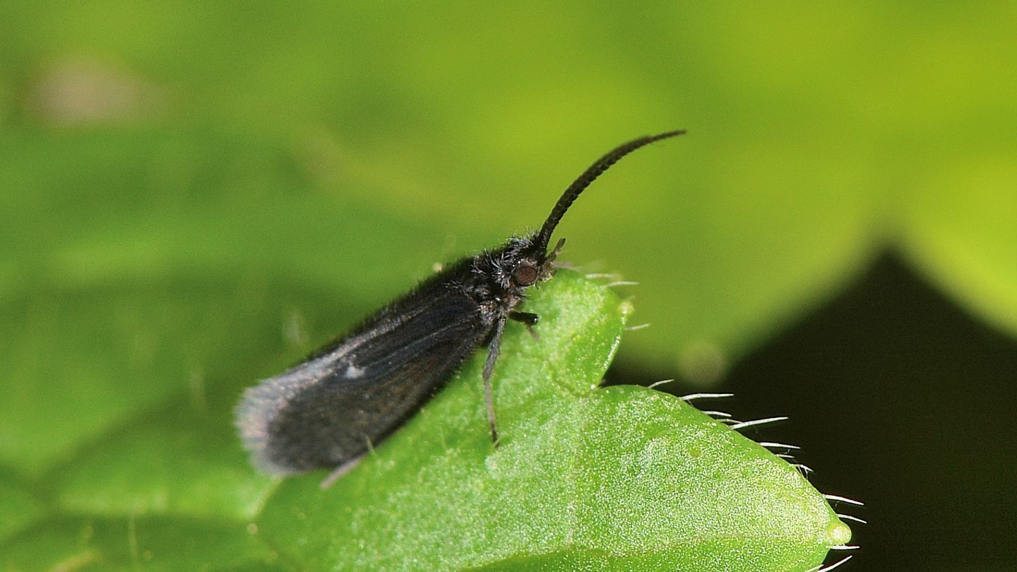 Tricottero nero - Psychomyidae: Lype  sp.